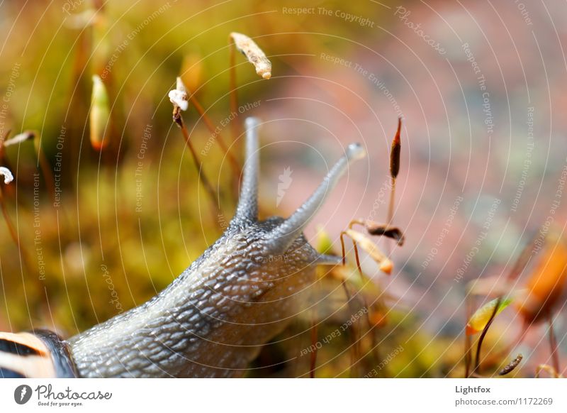 Guckst Du Tier Wildtier Schnecke Streichelzoo 1 nackt natürlich schleimig Mut Erotik Auge langsam vorwärts Schneckenhaus Moos Farbfoto Außenaufnahme