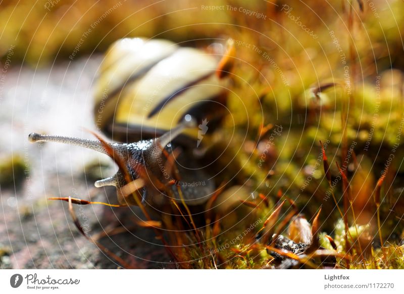 I'm schleiming Tier Wildtier Schnecke 1 alt füttern gehen genießen Ekel elegant lecker Hoffnung Horizont langsam Moos Schleimspur vorwärts Speedway Rennen