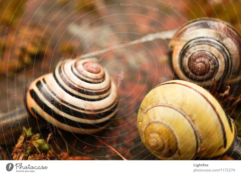 Schneck Bang Tier Wildtier Schnecke 3 Leistung Schneckenhaus Haus Streifen gelb gestreift Farbfoto Gedeckte Farben Außenaufnahme Zentralperspektive