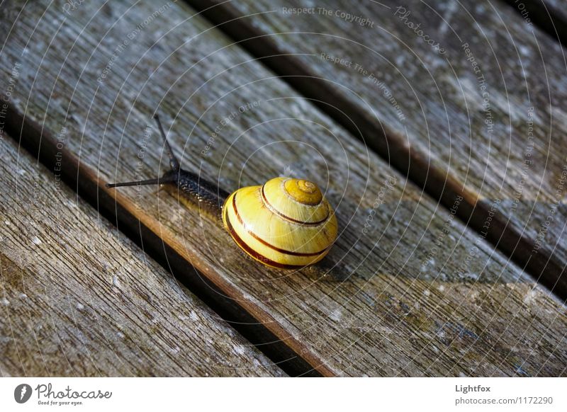 Schnecklige Schnucklige Tier Schnecke 1 alt krabbeln sportlich Langeweile Holzbrett gelb Schleim Fühler langsam Haus Stadt Essen Farbfoto Außenaufnahme