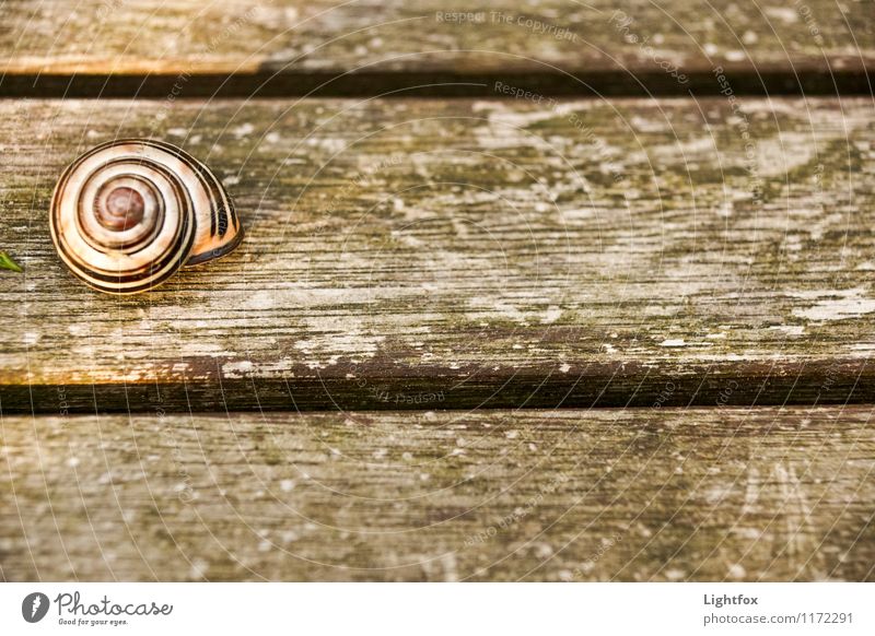 Schrecklich schnecklich Tier Schnecke 1 Stimmung Hoffnung Haustier Holztisch verkriechen zurückziehen verstecken Farbfoto Gedeckte Farben Menschenleer