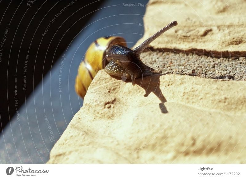 Fast geschafft Tier Haustier Schnecke gelb krabbeln Politische Bewegungen Neugier ungewiss Klettern schleimig langsam Farbfoto Außenaufnahme Vogelperspektive