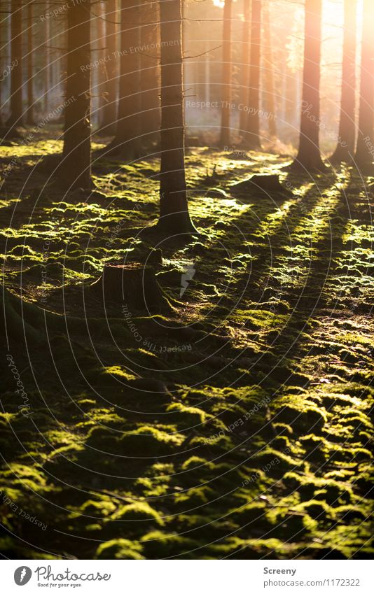 Wärme Umwelt Natur Landschaft Pflanze Sonne Sonnenaufgang Sonnenuntergang Frühling Sommer Schönes Wetter Baum Moos Wald leuchten Wachstum frisch natürlich