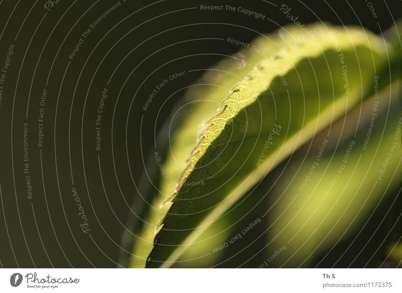 Blatt Natur Pflanze Frühling leuchten ästhetisch authentisch außergewöhnlich einfach elegant natürlich schön grün Gelassenheit geduldig ruhig einzigartig frisch