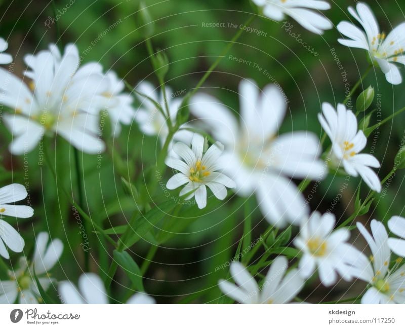 Frühlingsblüten zart frisch unschuldig Sehnsucht Blume Blüte Natur