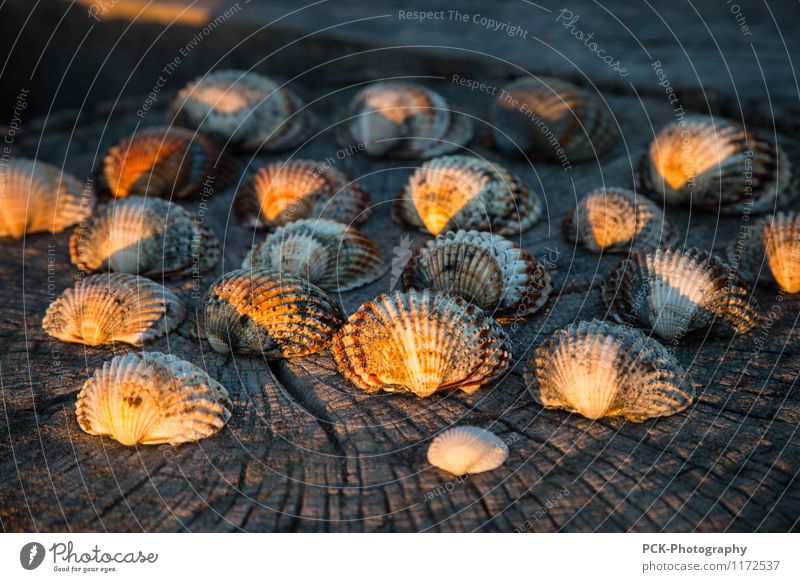 Abendmuscheln Frühling Sommer Herbst Wärme gelb gold orange Muschel Muschelschale Holzbrett Maserung Abendlicht Jakobsmuschel Stillleben Meeresfrüchte