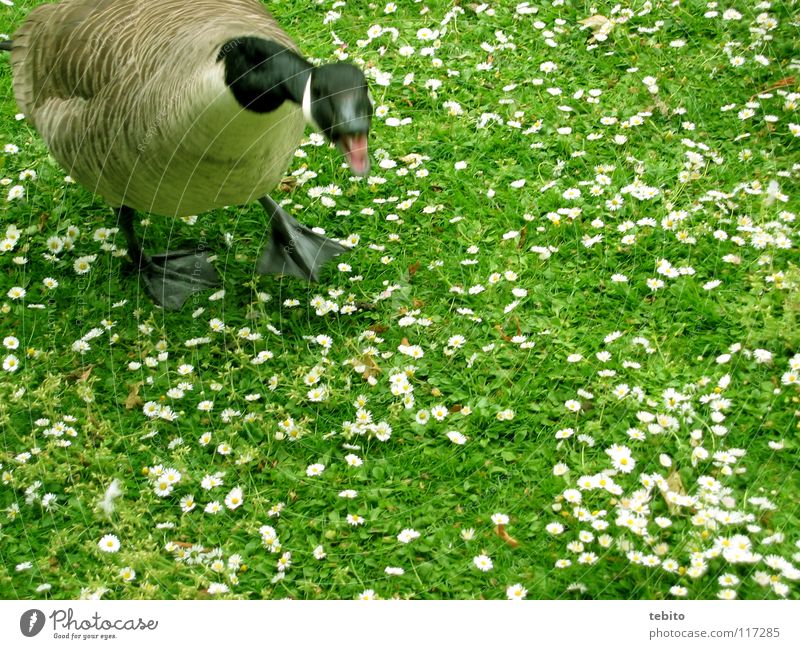 Ente gut, alles gut Gans Wiese Blume Tier Vogel grün Wut Ärger Schnattern