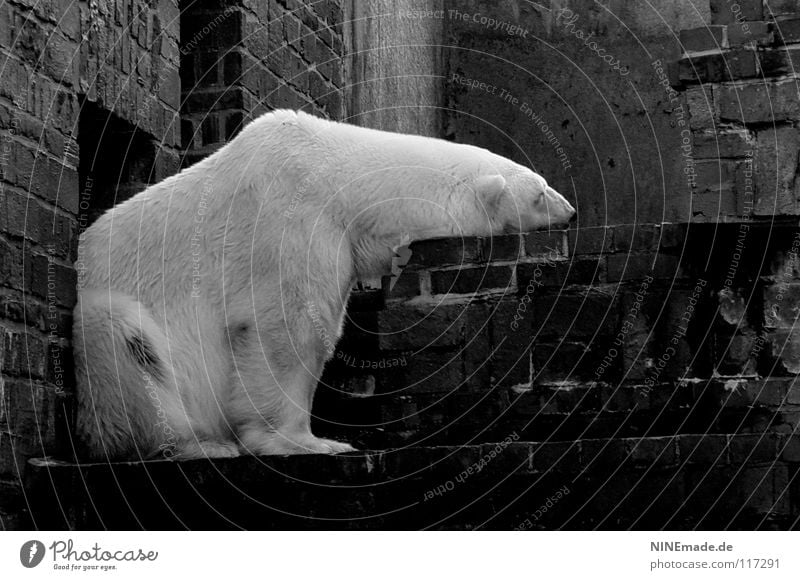 ohne dich ist ... Eisbär Zoo Backstein Gehege Leipzig weiß schwarz Trauer Stimmung Sehnsucht Liebeskummer Abhängigkeit Schlafplatz Fell weich Kuscheln kuschlig