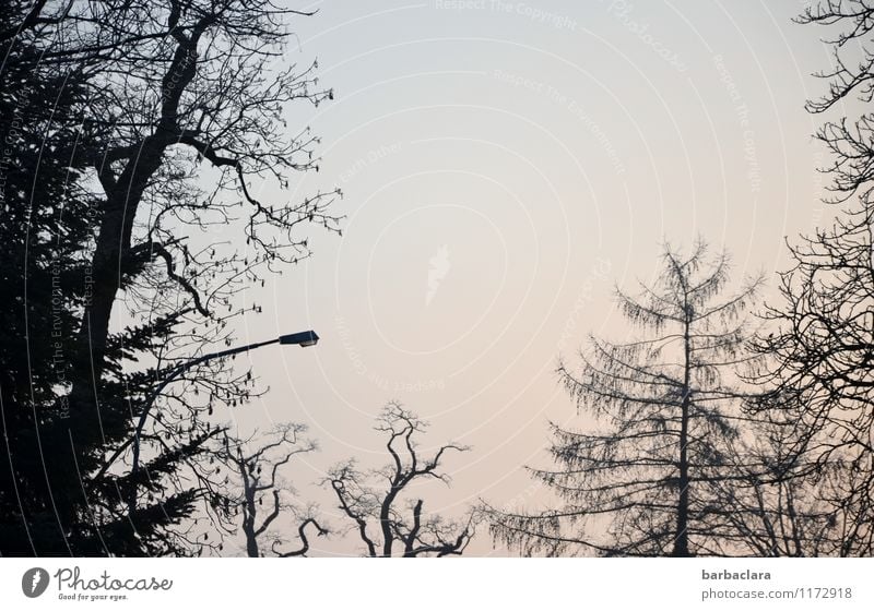 im Rampenlicht | Baumgruppe Natur Landschaft Himmel Park Straßenbeleuchtung Beleuchtung dunkel hell Stimmung bizarr ruhig Umwelt Gedeckte Farben Außenaufnahme