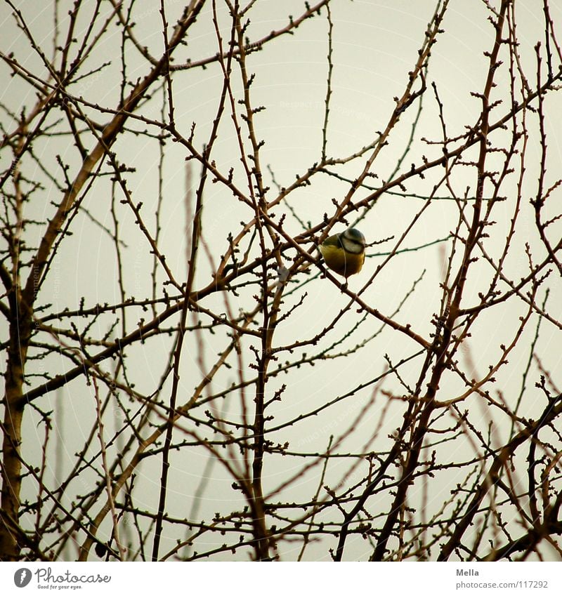 Meisenwinter II Vogel Sträucher leer laublos Blatt fehlen kalt Winter überwintern Futter Suche Appetit & Hunger mehrfarbig gelb Krallen festhalten hocken