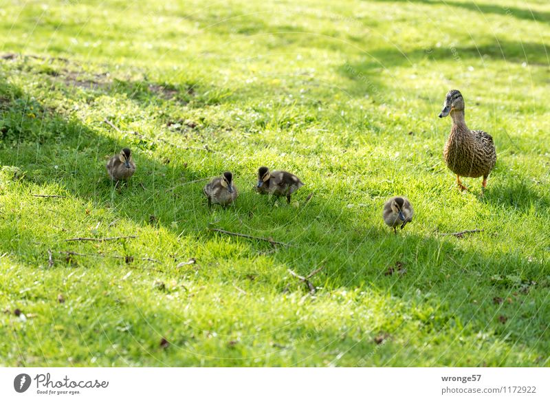 Familienausflug Natur Frühling Sommer Tier Wildtier Vogel Ente Entenvögel Entenfamilie Tiergruppe Tierfamilie braun grün Entenküken Farbfoto Gedeckte Farben