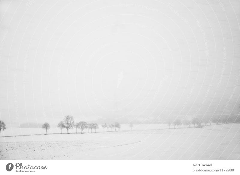 Der Winter wird hart Umwelt Natur Landschaft Himmel Wetter Sturm Eis Frost Schnee Schneefall Baum Feld kalt weiß Schwarzwald Schneelandschaft Gedeckte Farben