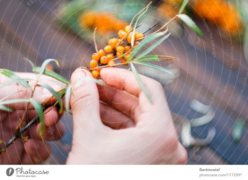 Sanddorn Frucht Sommer Herbst frisch Gesundheit lecker Sanddornblatt Beeren Beerensträucher pflücken Ernte orange Hand zupfen Vitamin C Farbfoto Gedeckte Farben