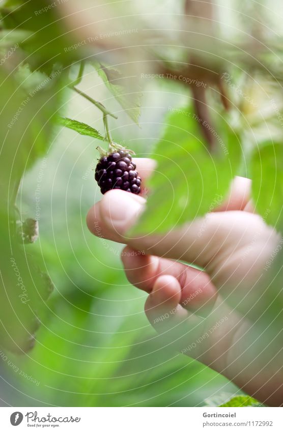 Brombeerernte Frucht Umwelt Natur Sommer Sträucher frisch lecker süß grün schwarz Brombeeren Brombeerbusch Brombeerblätter Ernte pflücken Beeren sommerlich