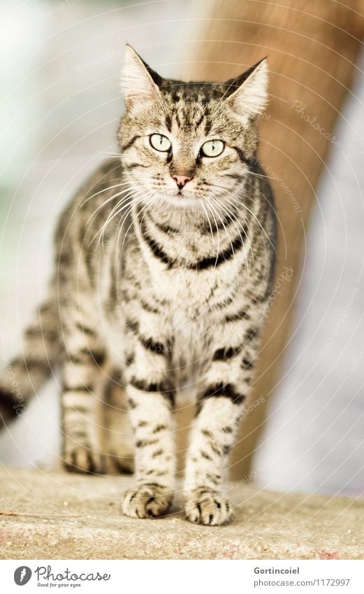 Wild Stadt Wildtier Katze Tiergesicht Fell Pfote 1 Neugier schön wild Straßenkatze Herumtreiben Tigerfellmuster Istanbul Farbfoto Gedeckte Farben Außenaufnahme