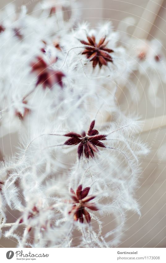 Waldrebe Natur Pflanze Blüte weich braun weiß Stern (Symbol) Winter Blütenknospen zart verblüht Winterblume Flaum Blume Kletterpflanzen Farbfoto Gedeckte Farben