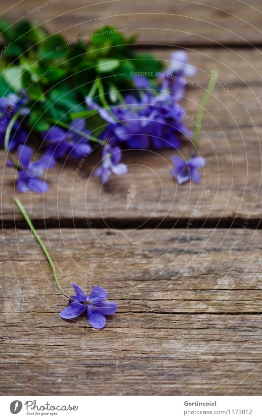 Violen Frühling Sommer Pflanze Blume violett Duftveilchen Veilchengewächse Holztisch Blüte Dekoration & Verzierung schön Farbfoto Innenaufnahme Studioaufnahme