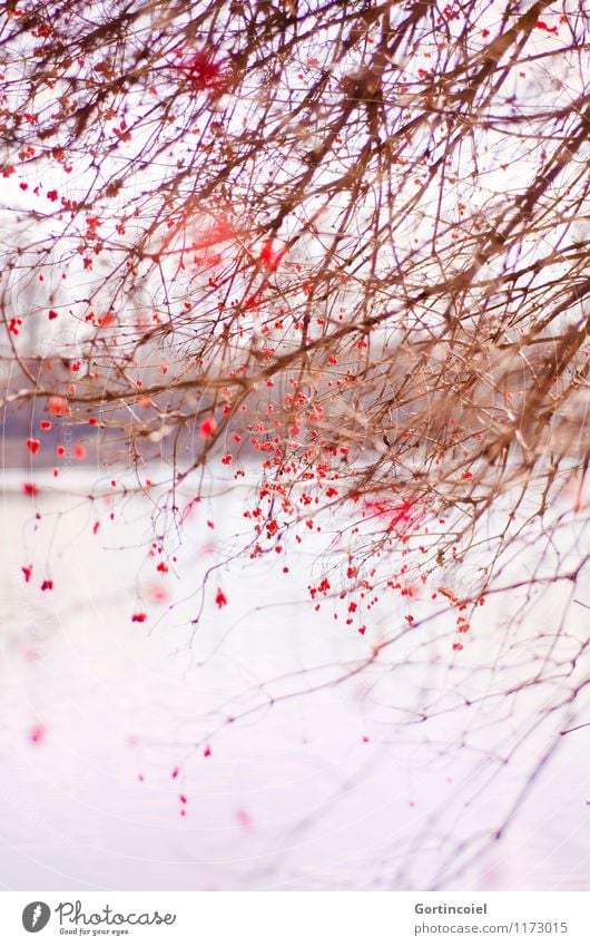 Wirrwarr Umwelt Natur Landschaft Winter Baum Sträucher Seeufer schön rot Beeren Beerensträucher Ordnung chaotisch durcheinander Gemeiner Schneeball Farbfoto