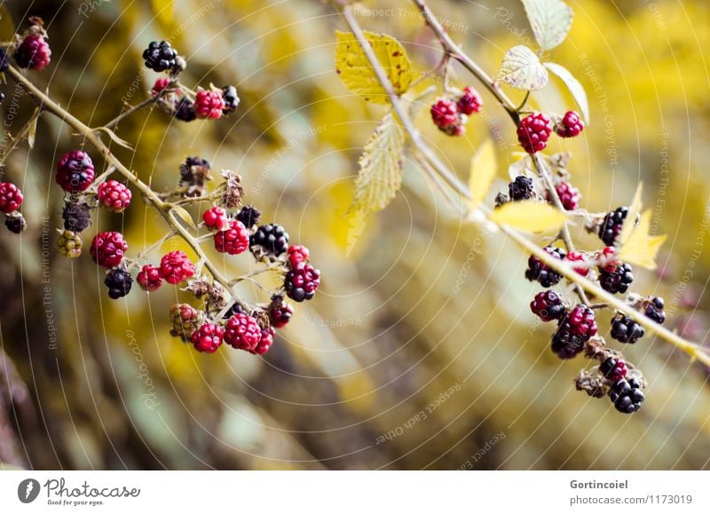 Brombeerbusch Frucht Umwelt Natur Sommer Herbst Sträucher Wald frisch lecker süß Brombeeren Brombeerblätter unreif Beeren Beerensträucher sommerlich herbstlich