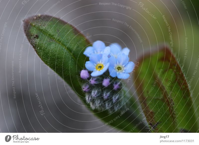 Vergissmeinnicht Natur Pflanze Tier Frühling Blume Grünpflanze Vergißmeinnicht Garten Wiese Farbfoto Außenaufnahme Nahaufnahme Makroaufnahme Tag