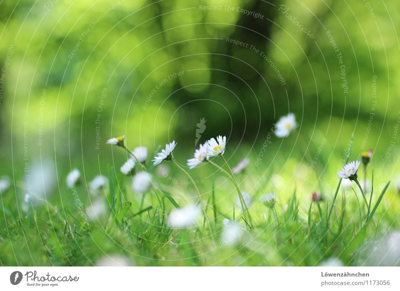 Gänseblümchen-Romantik Natur Frühling Pflanze Blume Gras Blüte Wiese Blühend klein natürlich niedlich gelb grün schwarz weiß Glück Frühlingsgefühle Hoffnung