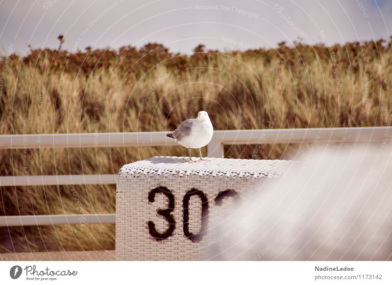 That's my number Ferien & Urlaub & Reisen Ferne Freiheit Sommer Sommerurlaub Sonne Strand Meer Insel Sylt Natur Landschaft Pflanze Tier Küste Nordsee Ostsee