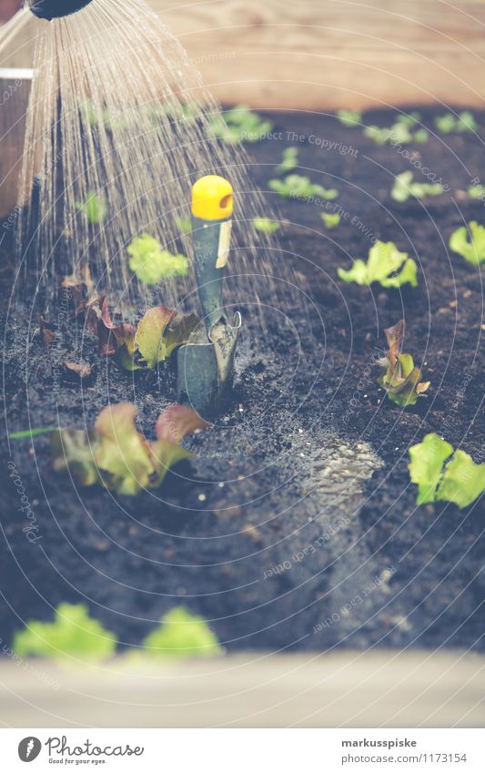 hochbeet urban gardening Lebensmittel Gemüse Salat Salatbeilage Bioprodukte Vegetarische Ernährung Diät Slowfood Gesundheit Gesunde Ernährung Freizeit & Hobby