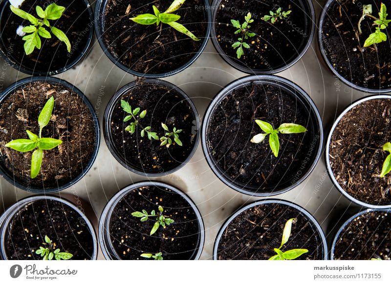 aufzucht urban gardening Gemüse Tomate Bioprodukte Vegetarische Ernährung Slowfood Gesunde Ernährung Fitness Leben Wohnung Garten grün Umweltschutz Stadt