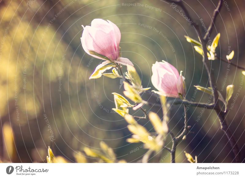 ::15-17:: Umwelt Natur Landschaft Pflanze Tier Frühling Klima Wetter Schönes Wetter Baum Blume Blatt Blüte Grünpflanze Garten Park Kitsch Magnoliengewächse