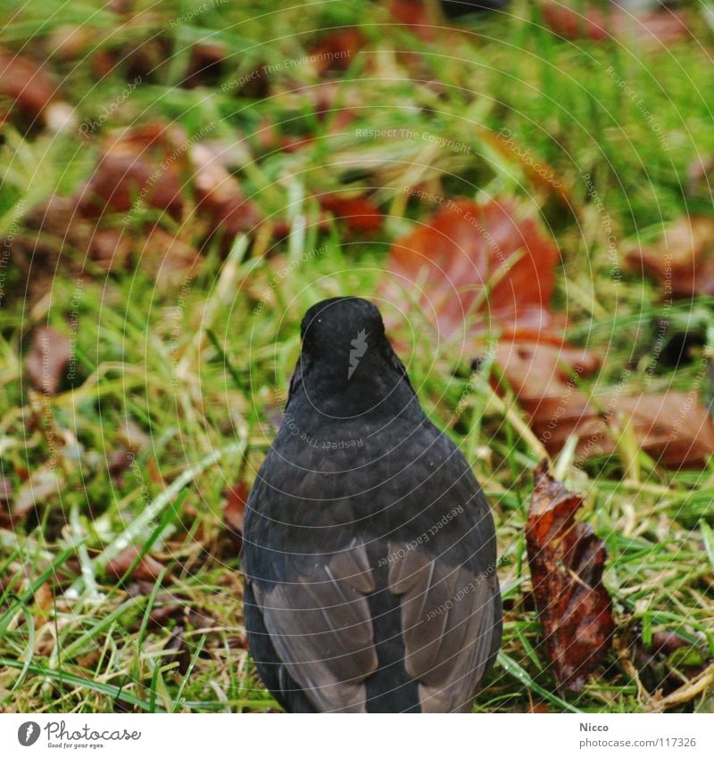 Vogelperspektive Amsel schwarz Wiese Gras grün Blatt Herbst braun Winter Halm Nahrungssuche Tiefenschärfe Unschärfe Feder Tier Rasen Wildtier Flügel Rückansicht