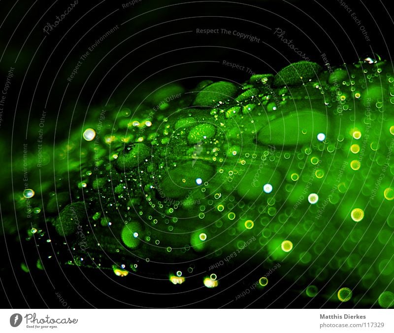 Tropfen I Wasser grün Blatt hydrophob ästhetisch edel fantastisch Märchen Wassertropfen Baum Sträucher gelb stehen Schweben gleiten Licht geblitzt lebenswichtig