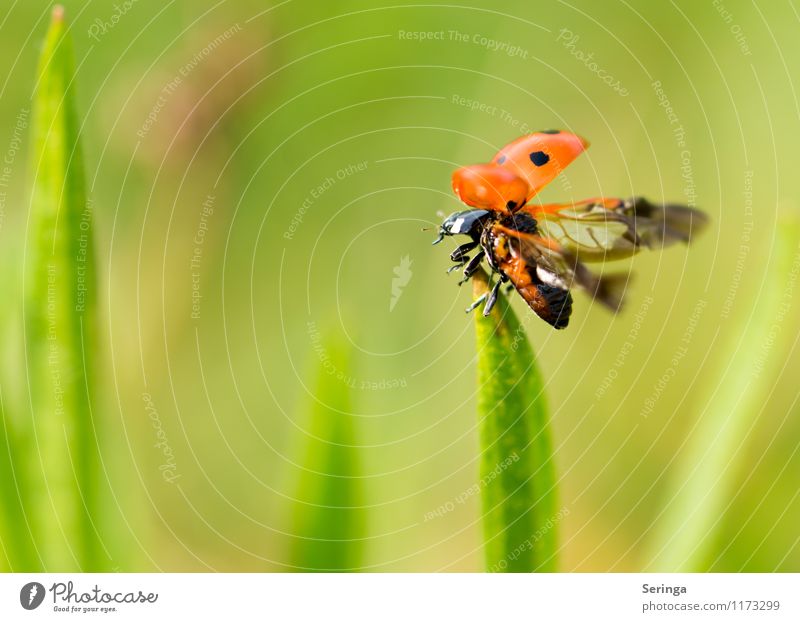 Marienkäfer 3 Umwelt Natur Landschaft Pflanze Tier Garten Park Wiese Feld Käfer 1 exotisch hell grün rot Farbfoto mehrfarbig Nahaufnahme Makroaufnahme