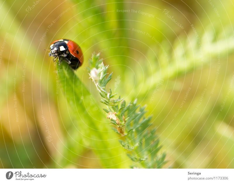 Marienkäfer 1 Natur Pflanze Tier Nutztier Käfer frei rot Farbfoto Außenaufnahme Nahaufnahme Makroaufnahme Tag Kontrast Unschärfe Bewegungsunschärfe