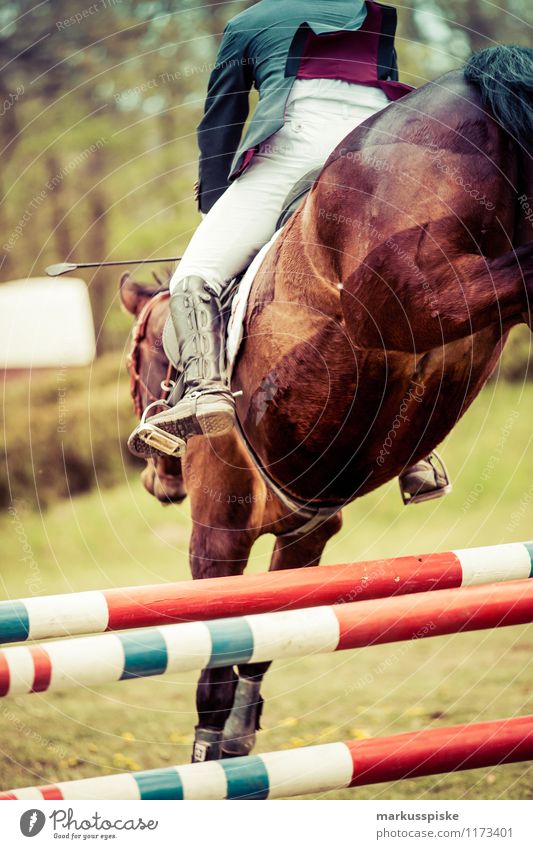 springreiter elegant Stil Freizeit & Hobby Reitsport Sportveranstaltung Erfolg Pferd Mann Erwachsene laufen springen ästhetisch sportlich balk barricade