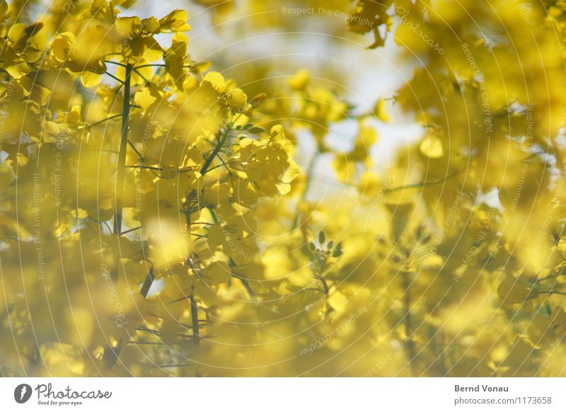 Mein erstes und letztes Rapsbild Sonne Landwirtschaft Forstwirtschaft Pflanze Himmel Frühling Nutzpflanze Wachstum Freundlichkeit frisch hell blau gelb grün