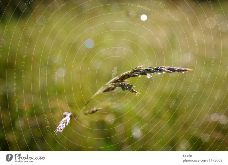 Grashalm Umwelt Natur Pflanze Wassertropfen Sonne Frühling Sommer Schönes Wetter Regen Blüte Grünpflanze Nutzpflanze Wildpflanze Wiese Feld glänzend hängen