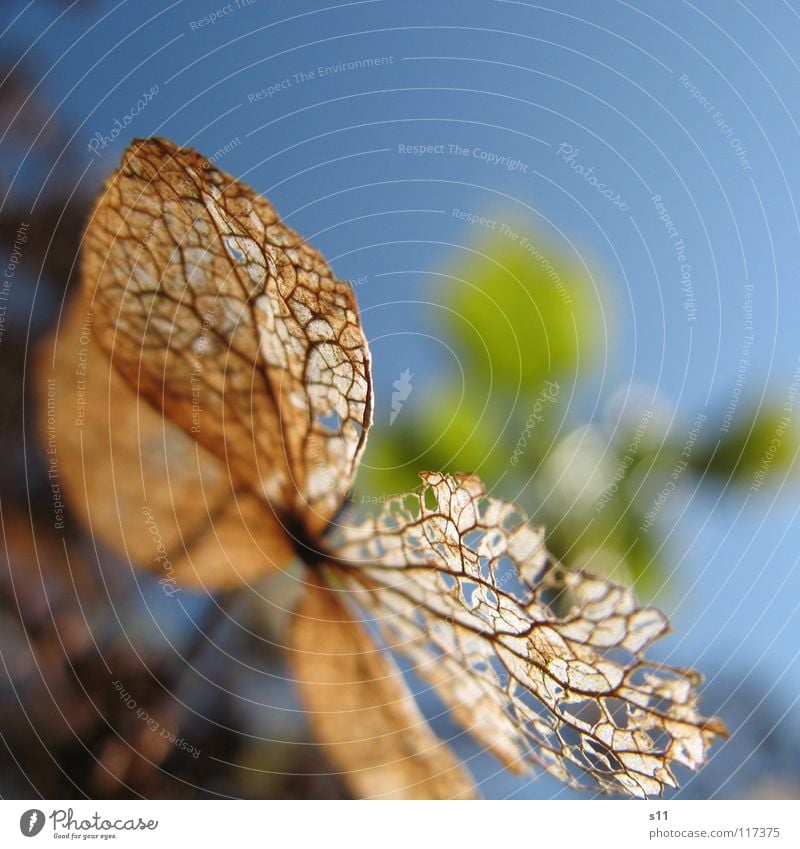 Im Sonnenschein Himmel Herbst Blume Blatt Park verblüht dünn blau vergangen Gefäße Nahaufnahme Makroaufnahme Licht