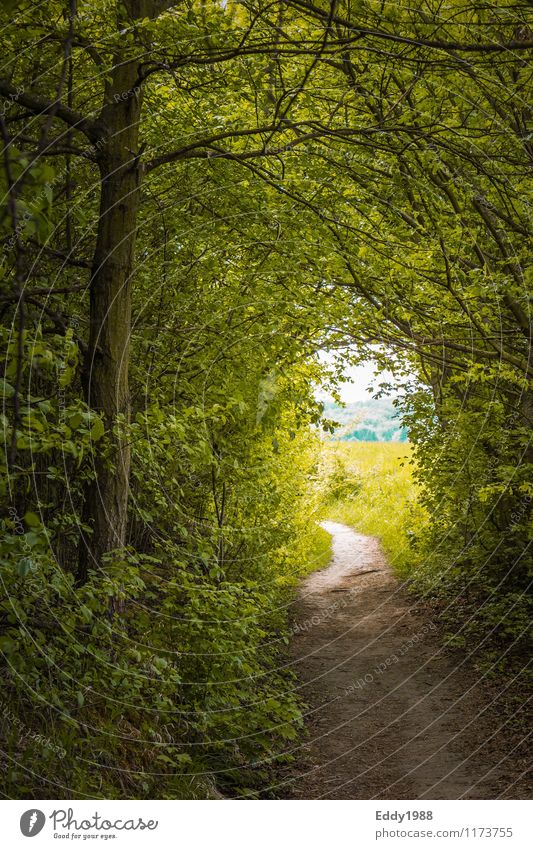 Licht am Ende des Weges Natur Himmel Frühling Pflanze Baum Gras Wald wandern grün Stimmung Vorfreude Optimismus Neugier Abenteuer Bewegung Hoffnung