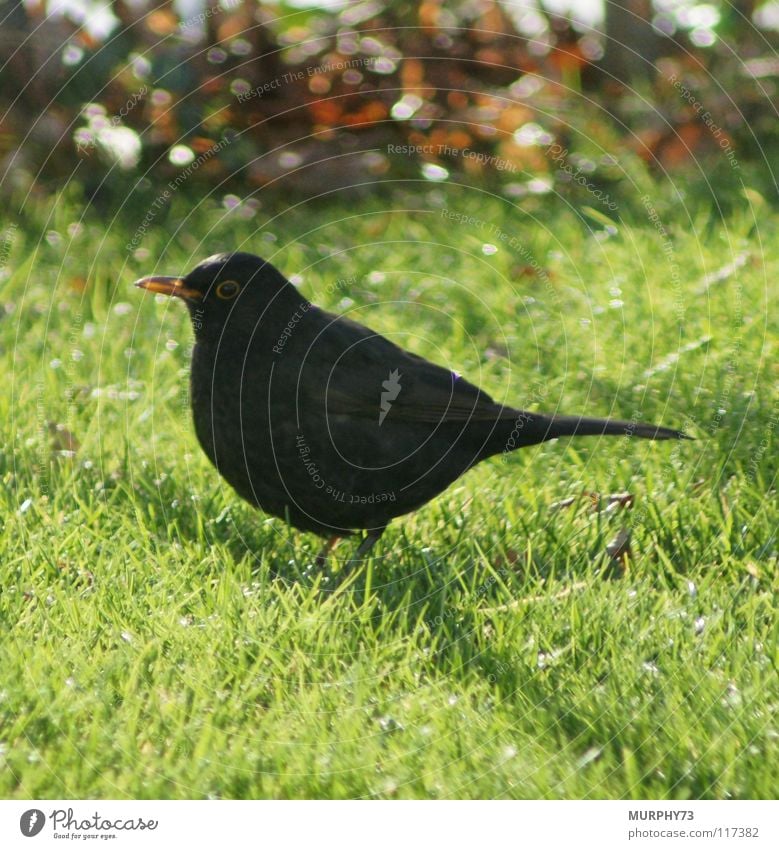 Amsel im Rasen Vogel Schnabel Feder Tier Silhouette schwarz gelb grün Amselmännchen Vogelmännchen Profil orange Auge