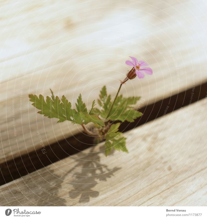 blümle Umwelt Pflanze Blume Blatt Blüte braun grau grün violett Terrasse Fuge Wachstum klein Garten Wärme Frühling niedlich Blütenblatt Farbfoto Außenaufnahme