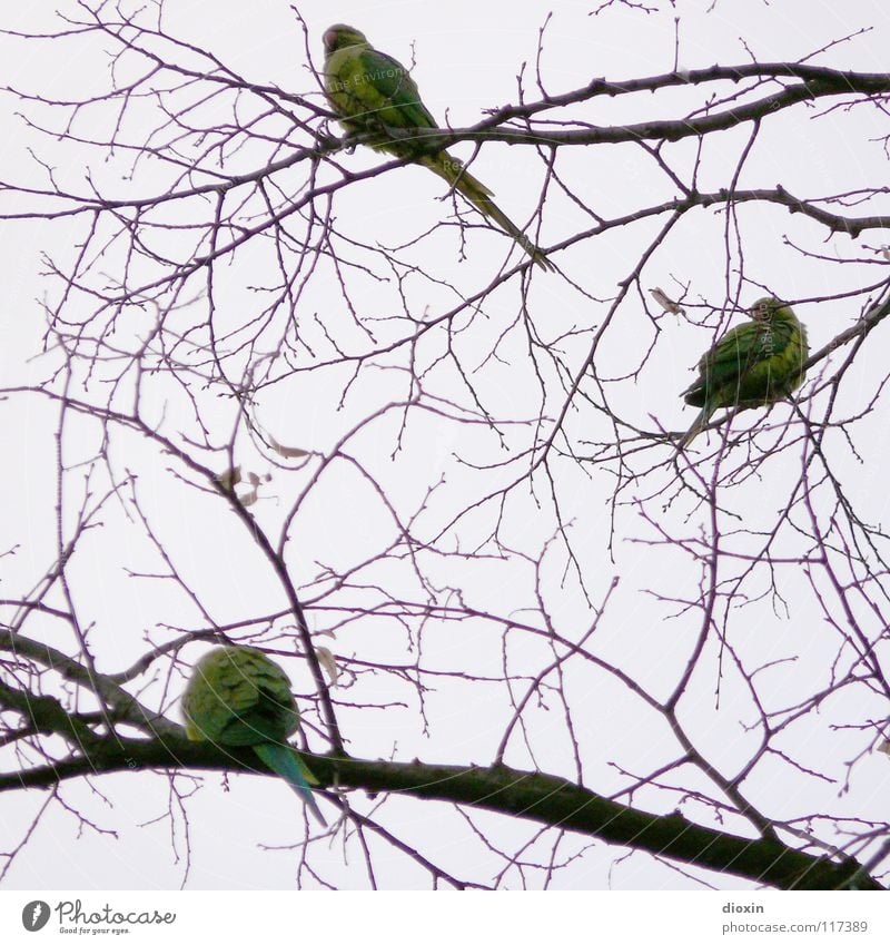 Rhein-Neckar-Sittiche #1 Farbfoto Gedeckte Farben Abend Freiheit Umwelt Natur Tier Baum Vogel Flügel 3 Tiergruppe Tierfamilie fliegen sitzen warten grün