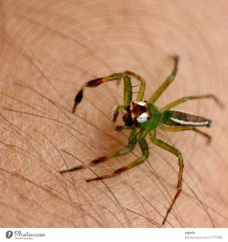 giftgrün Haut Haare & Frisuren Arme Tier Urwald Spinne Tiergesicht Beine 1 Linie springen gelb weiß Angst Springspinne Härchen Borneo Kiefer Asien Farbfoto