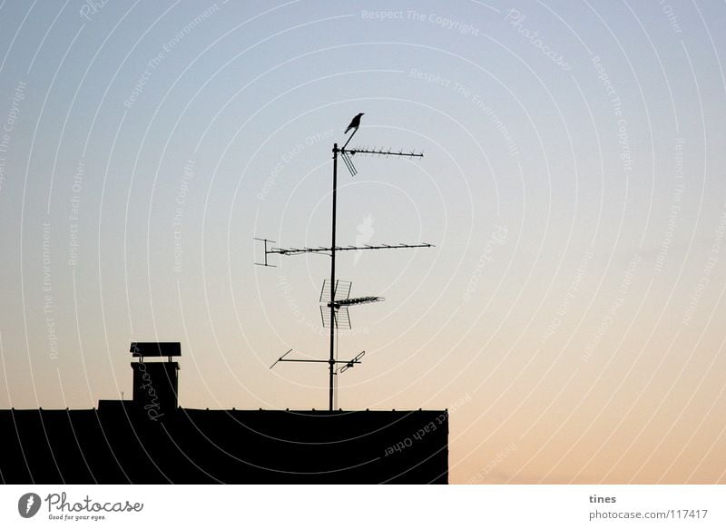 guter Empfang Vogel Rabenvögel Elektrizität Haus Dach Morgen Antenne Aussicht Fernsehen Morgendämmerung Abenddämmerung Schatten Turm Begrüßung Rabenwetter 1