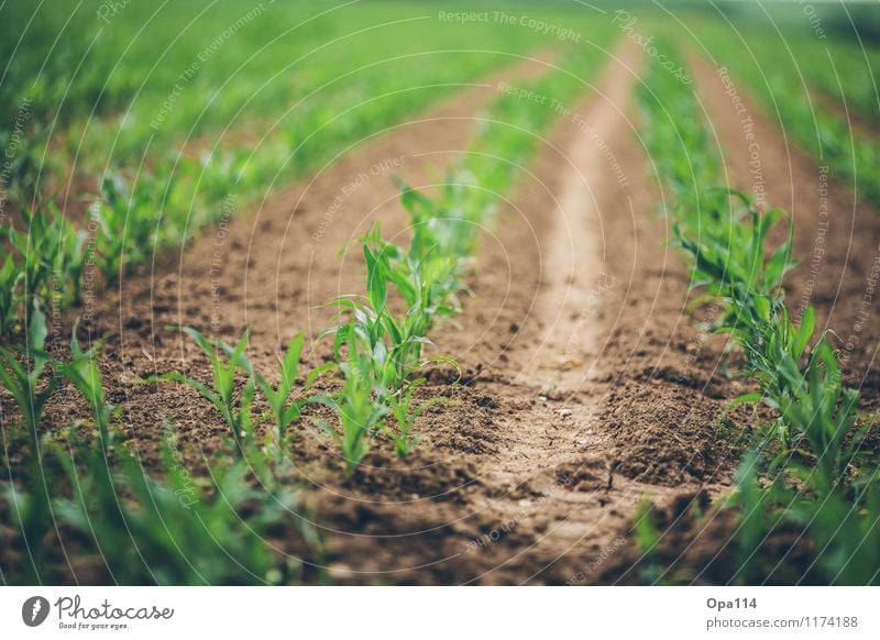 Mais Umwelt Natur Pflanze Tier Frühling Sommer Wetter Schönes Wetter Nutzpflanze Feld Blühend Wachstum "Agrar Bauer Landwirtschaft Anbau Grün klein Erde Spur"