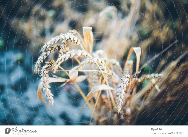 Weizen I Umwelt Natur Pflanze Tier Sommer Schönes Wetter Nutzpflanze Feld Blühend blau gelb gold "Ernte Getriede stachelig spitz Ähre Korn Sommerduft Agrar