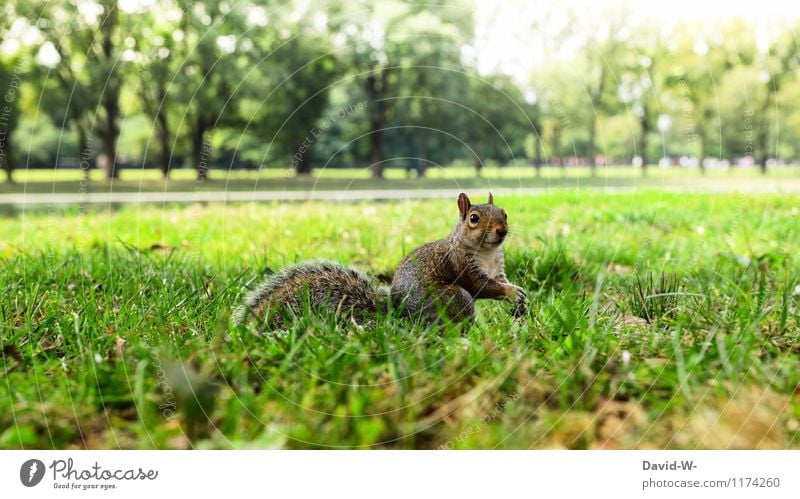 Nanu 8) Umwelt Natur Landschaft Tier Sonne Sonnenlicht Sommer Schönes Wetter Park Wiese Wildtier Fell Krallen Pfote 1 Tierjunges beobachten berühren entdecken