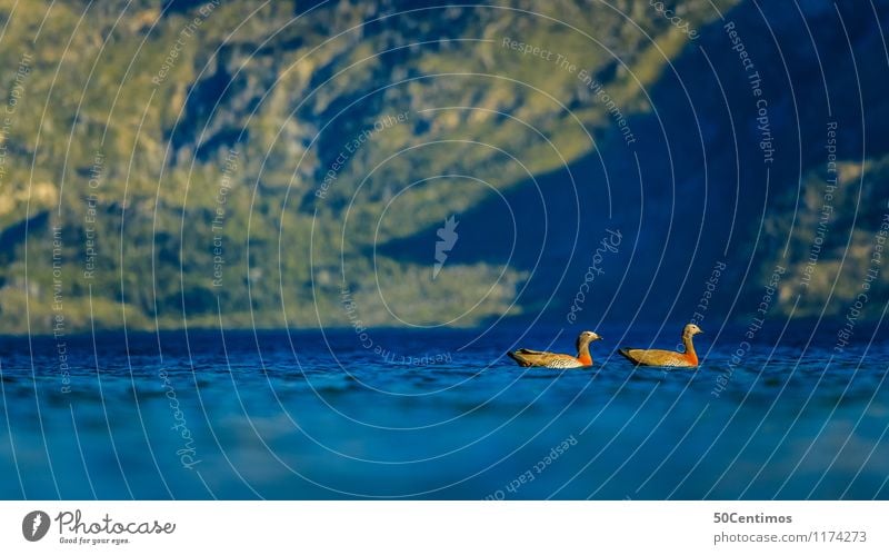 Schwimmende Enten Angeln Jagd Ferien & Urlaub & Reisen Tourismus Ausflug Abenteuer Sommer Sommerurlaub Umwelt Natur Landschaft Schönes Wetter Wald