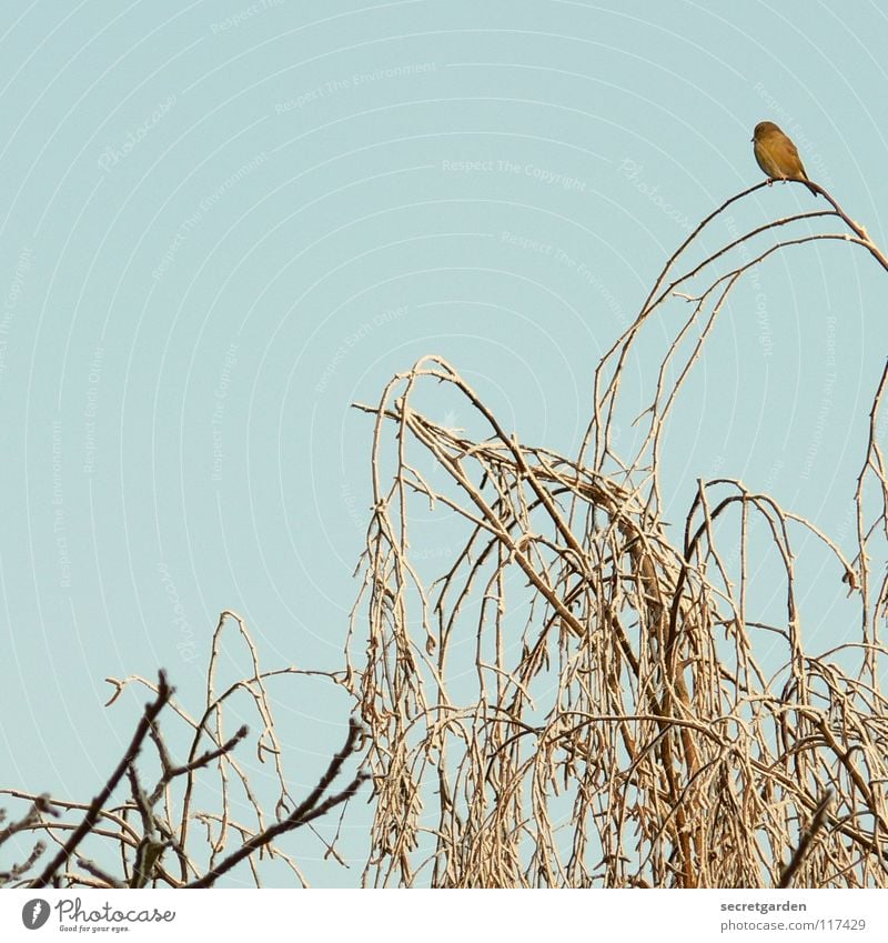 gute aussichten. Vogel Baum laublos Winter Herbst hocken hockend Raum ruhig Erholung Trauer Langeweile Pause gefährlich Birke beobachten dunkel Gemälde trist