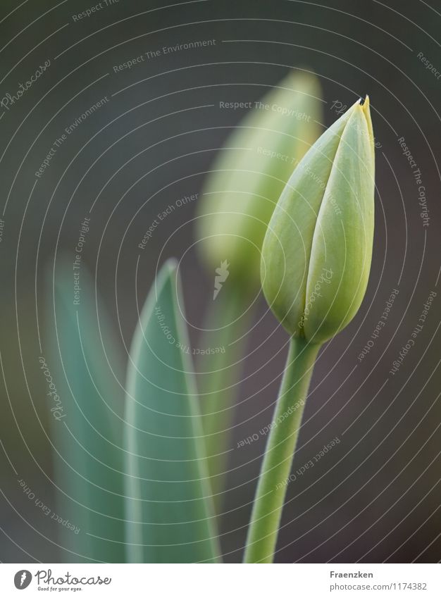 Tulip Couple Pflanze Frühling Sommer Blume Tulpe Zweisamkeit ästhetisch Zusammensein parallel gleich Gleichschritt Farbfoto Gedeckte Farben Außenaufnahme