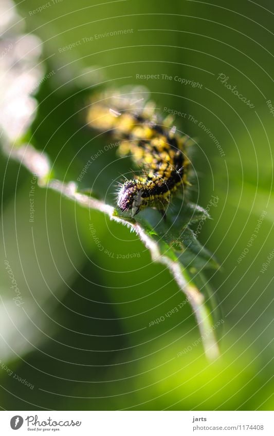 raupe Pflanze Tier Frühling Sommer Schönes Wetter Blatt Garten Park Wald Wildtier 1 Bewegung Natur Raupe krabbeln Kleiner Fuchs Farbfoto Außenaufnahme